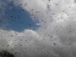 Pemkab Sumba Timur: Teror Belalang Bukan karena Rusaknya Lingkungan