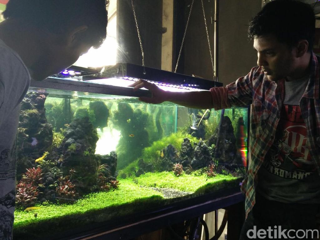Jernihnya Bisnis Kebun Akuarium Beromzet Puluhan Juta Rupiah Jernihnya Bisnis Kebun Akuarium Beromzet Puluhan Juta Rupiah