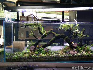 15 Tanaman Aquascape yang Mudah Dirawat, Cocok untuk Pemula!