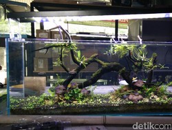 15 Tanaman Aquascape yang Mudah Dirawat, Cocok untuk Pemula!