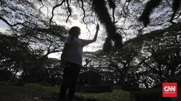 Pohon trembesi tua di Jawatan Benculuk, Banyuwangi, Jawa Timur. Senin, 5 Juni 2017. CNN Indonesia/Adhi Wicaksono.