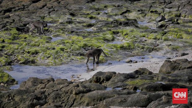 Jika anda hobi memacu adrenalin dengan olah raga selancar, maka kawasan G Land, pantai Plengkung, Taman Nasional Alas Purwo. Banyuwangi, Jawa Timur. Selasa, 6 Juni 2017. CNN Indonesia/Adhi Wicaksono.