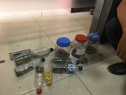 Bawa 192 Reptil, Mahasiswa Diamankan di Pelabuhan Priok