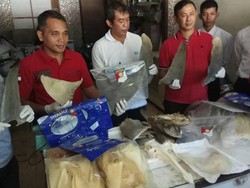 Polisi Bongkar Praktik Perdagangan Sirip Hiu Ilegal di Surabaya