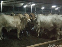 MUI: Maksimalkan Penyembelihan Kurban di Rumah Potong Hewan