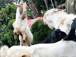 Hasil Berburu Torpedo Kambing: Sampai Malam Nggak Terasa Ada Efeknya!