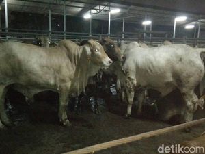 Sidak ke RPH, KPPU: Stok Daging Sapi Hingga H-2 Lebaran Aman