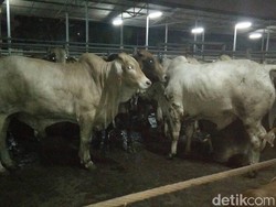 Sidak ke RPH, KPPU: Stok Daging Sapi Hingga H-2 Lebaran Aman