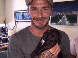 Riset: Pemilik Anjing Kecil Kemungkinan Berselingkuh