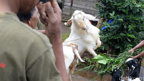 Potensi Menjanjikan dari Kambing Saburai