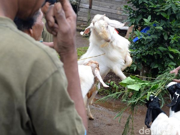 Potensi Menjanjikan dari Kambing Saburai
