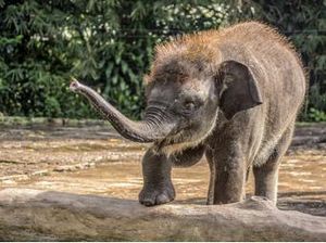 Ada Banyak Spot Instagrammable di Lombok Elephant Park
