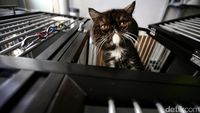 Jelang Lebaran, Tempat Penitipan Si Meong Laris Manis