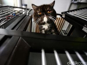 Jelang Lebaran, Tempat Penitipan Si Meong Laris Manis