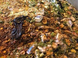 Warga Australia Kian Banyak Buang Makanan