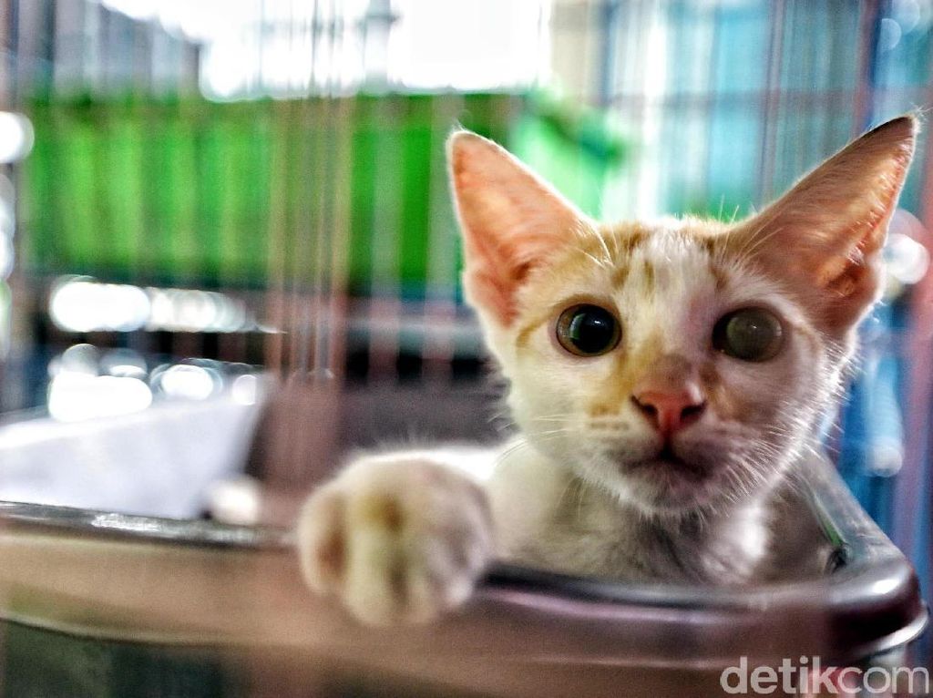 Larangan Beri Makan Kucing Liar di Jakbar Bikin Lurah Turun Tangan