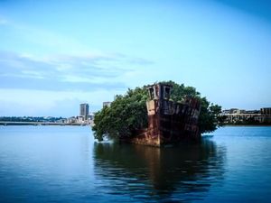 Unik, Ada Hutan Terapung di Teluk Australia