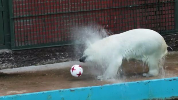 Ini Nika, Beruang Kutub Peramal di Piala Konfederasi