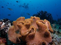 Pakar Konservasi Laut Australia Nilai Kebijakan Menteri Susi Efektif