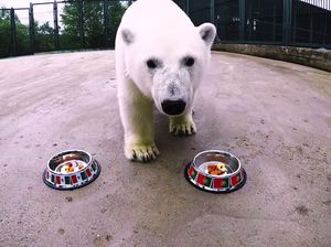 Ini Nika, Beruang Kutub Peramal di Piala Konfederasi