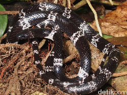 Ular Serigala Jenis Baru Berpotensi Jadi Hewan Peliharaan