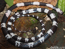 Tak Berbisa, Begini Cara Ular Serigala Jenis Baru Bertahan Hidup