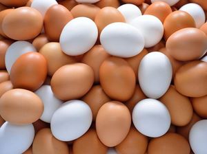 Bicara Soal Gizi, Telur Hewan Apa yang Paling Kaya Manfaat? Bicara Soal Gizi, Telur Hewan Apa yang Paling Kaya Manfaat?