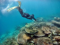 Masya Allah, Cantiknya Alam Bawah Laut Balabalagan