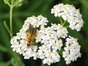 Ilmuwan Sebut Tumbuhan Ini Punya Kecerdasan, Apa Itu?