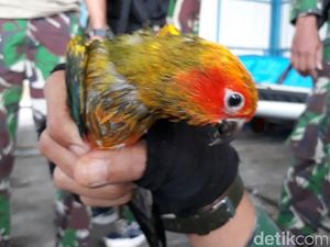 TNI AL Gagalkan Penyelundupan Burung dari Malaysia Tujuan Batam