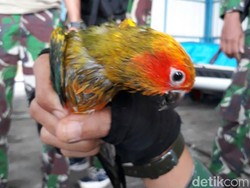 TNI AL Gagalkan Penyelundupan Burung dari Malaysia Tujuan Batam