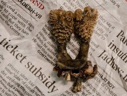 Penipuan Online Penis Biawak Terbongkar