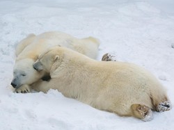 Cara Hewan Bertahan Puasa saat Hibernasi Selama Musim Dingin