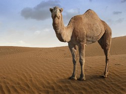 Apakah Punuk Unta Berisi Air? Ternyata Ini Isi Sebenarnya