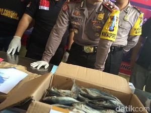 Gudang Produksi Ikan Berformalin di Lamongan Dibongkar Gudang Produksi Ikan Berformalin di Lamongan Dibongkar