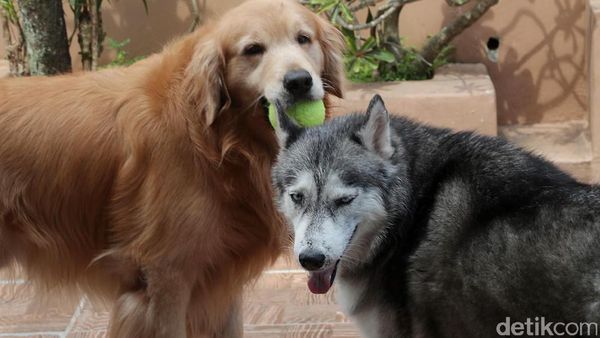 Jelang Lebaran, Penitipan Si Guk-guk Penuh