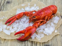 Pengepul Benih Lobster Ilegal Dibekuk, Terancam 8 Tahun Bui