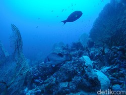Yang Harus Dilakukan Saat Mudik ke Sabang: Diving di Batee Tokong