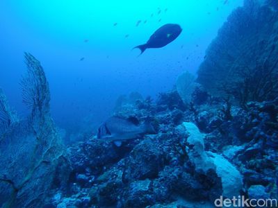 Mudik ke Sabang, Yuk Diving di Batee Tokong