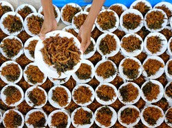 Kolak Ayam Sanggring Desa Gumeno