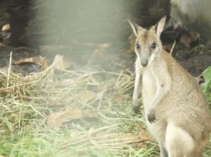 Papua Juga Punya Kanguru