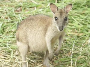 Tidak Hanya Australia, Indonesia Juga Punya Kanguru di Papua Tidak Hanya Australia, Indonesia Juga Punya Kanguru di Papua