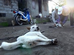 Pejabat Humas Bali Bantah Soal Turis yang Terkecoh Santap Anjing