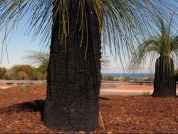 Pohon Dipasang Microchip Supaya Tidak Dicuri