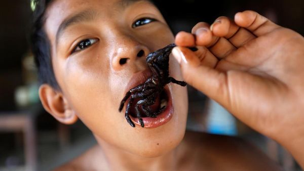 Warga Kamboja Konsumsi Tarantula untuk Makanan dan Obat