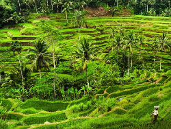 Obama Menikmati Keindahan Alam di Ubud