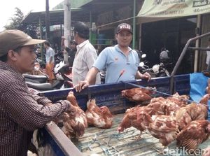 Permintaan Naik, Ayam Afkiran Banyak Dijual di Pasar di Jepara.
