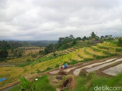 Kedatangan Obama di Terasiring Tabanan Jadi Kejutan untuk Warga