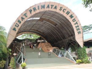 Viral Gorila Lempar Kayu, TM Ragunan: Diganggu Pengunjung Teriak-teriak