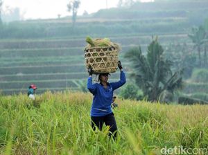Jatiluwih yang Didatangi Obama Punya Predikat Situs Warisan Dunia